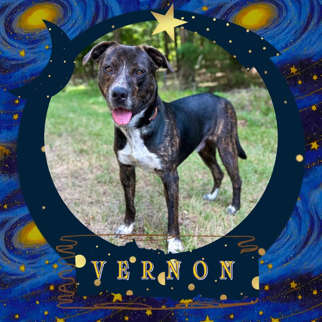 Enlarge Vernon, a Adoptable Mixed Breed in Rocky Mount, VA image 5/6