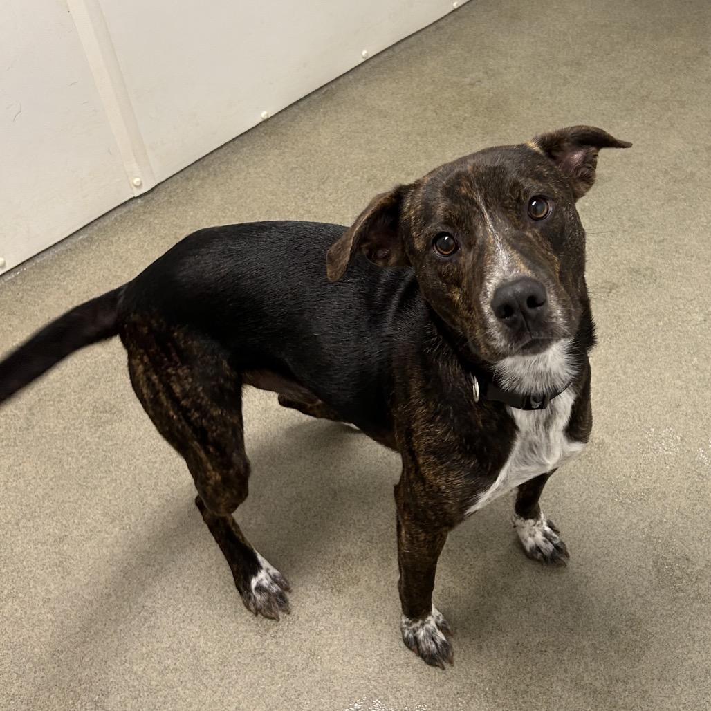 Enlarge Vernon, a Adoptable Mixed Breed in Rocky Mount, VA image 6/6