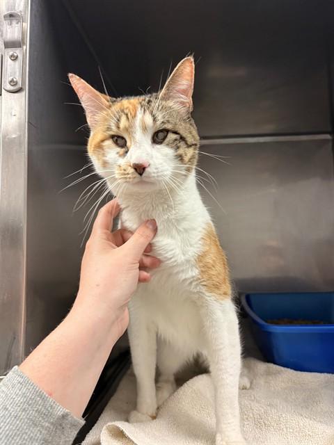 BELLA, Adoptable, Adult Female Domestic Short Hair.