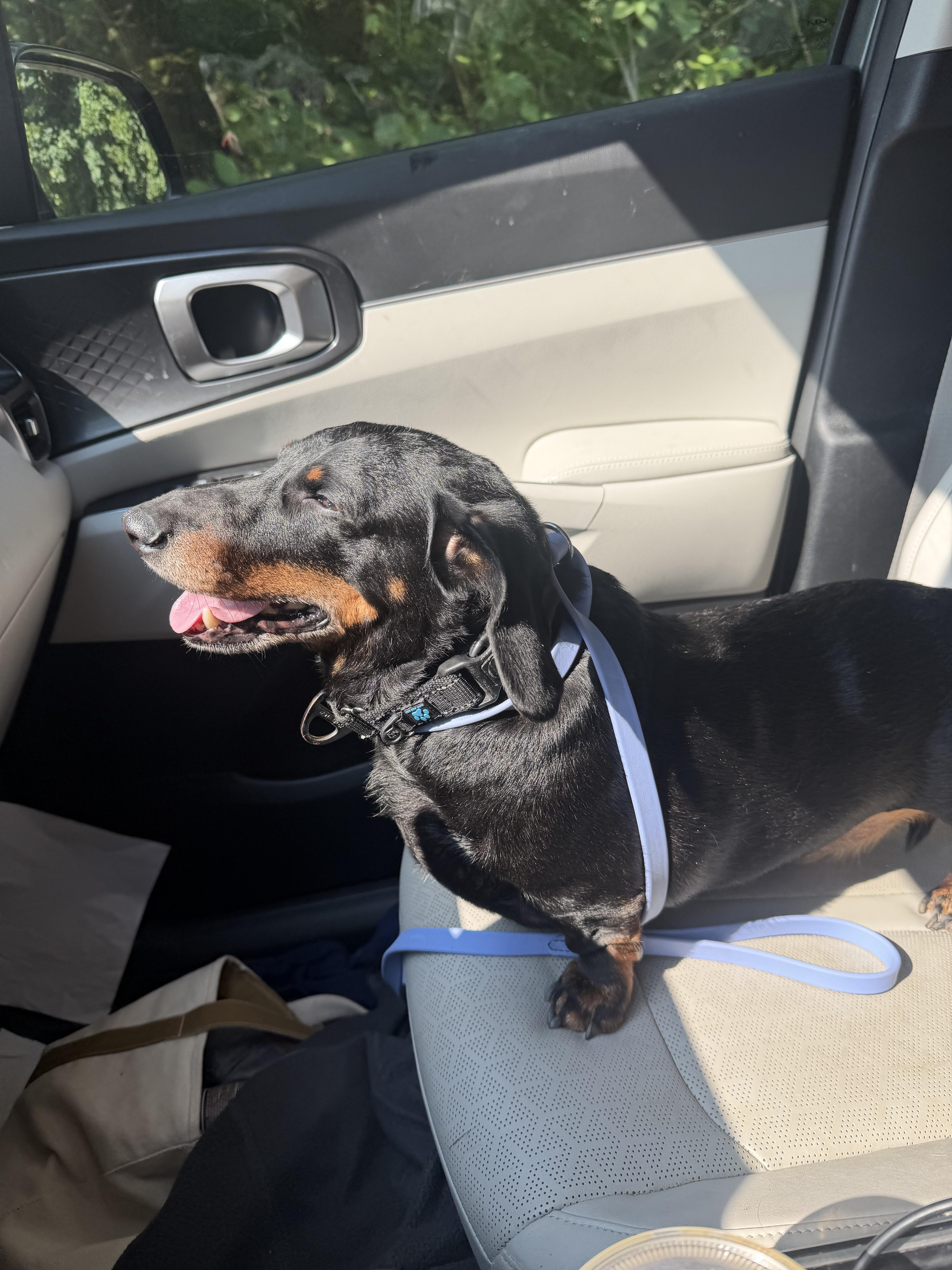 Enlarge Flap Jack, a ADOPTABLE Dachshund in Mahwah, NJ image 6/6