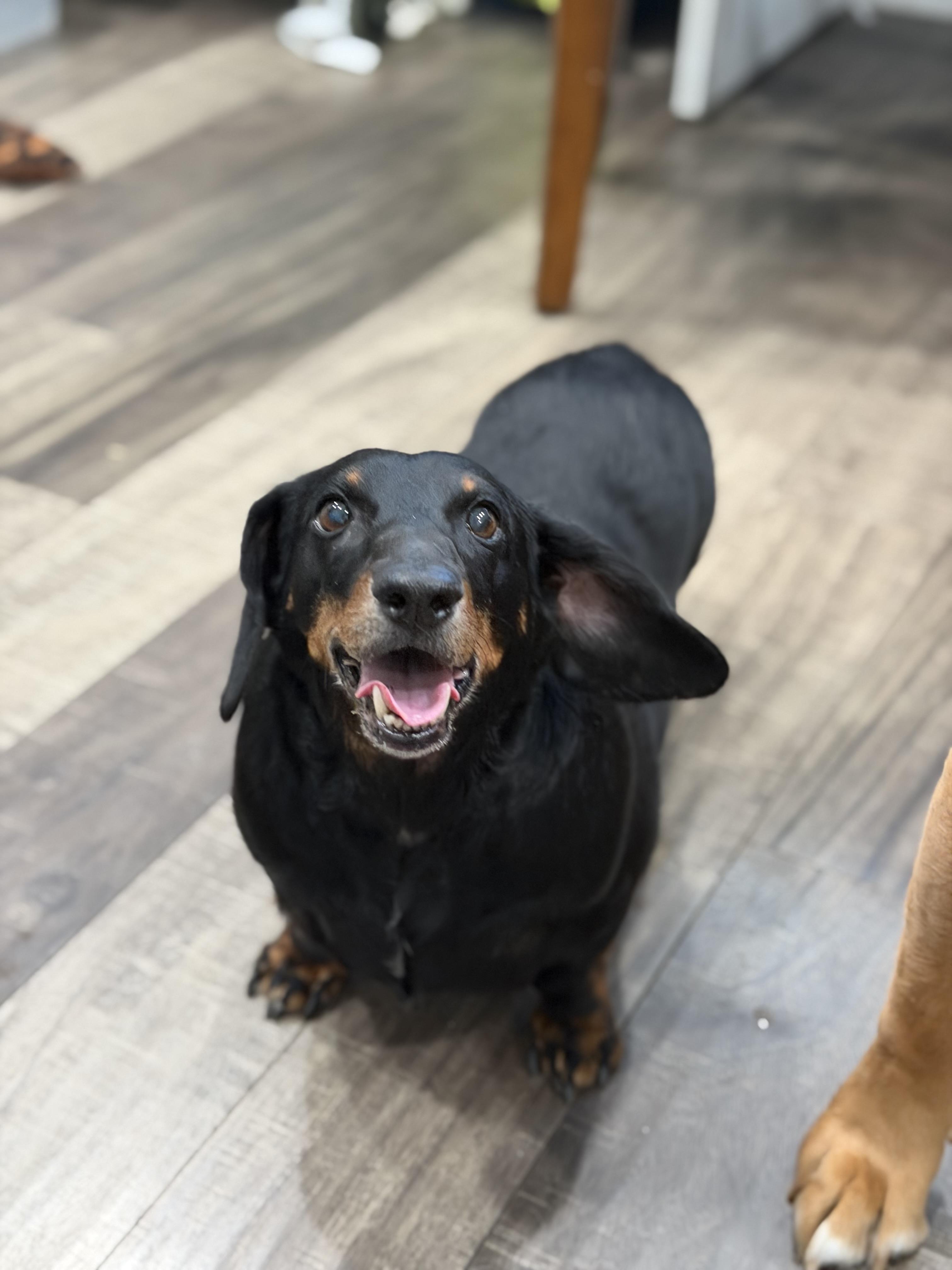 Flap Jack, ADOPTABLE, Adult Male Dachshund.