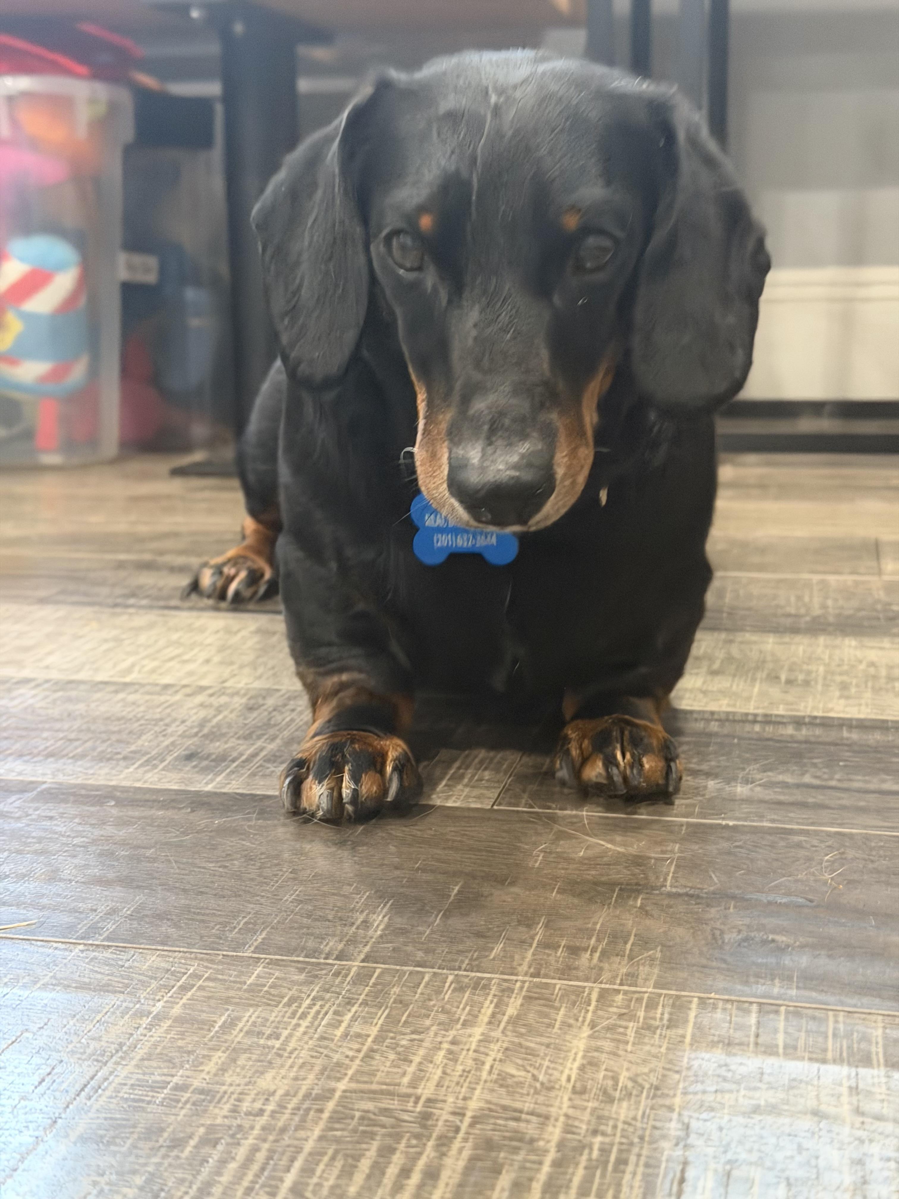 Enlarge Flap Jack, a ADOPTABLE Dachshund in Mahwah, NJ image 3/6