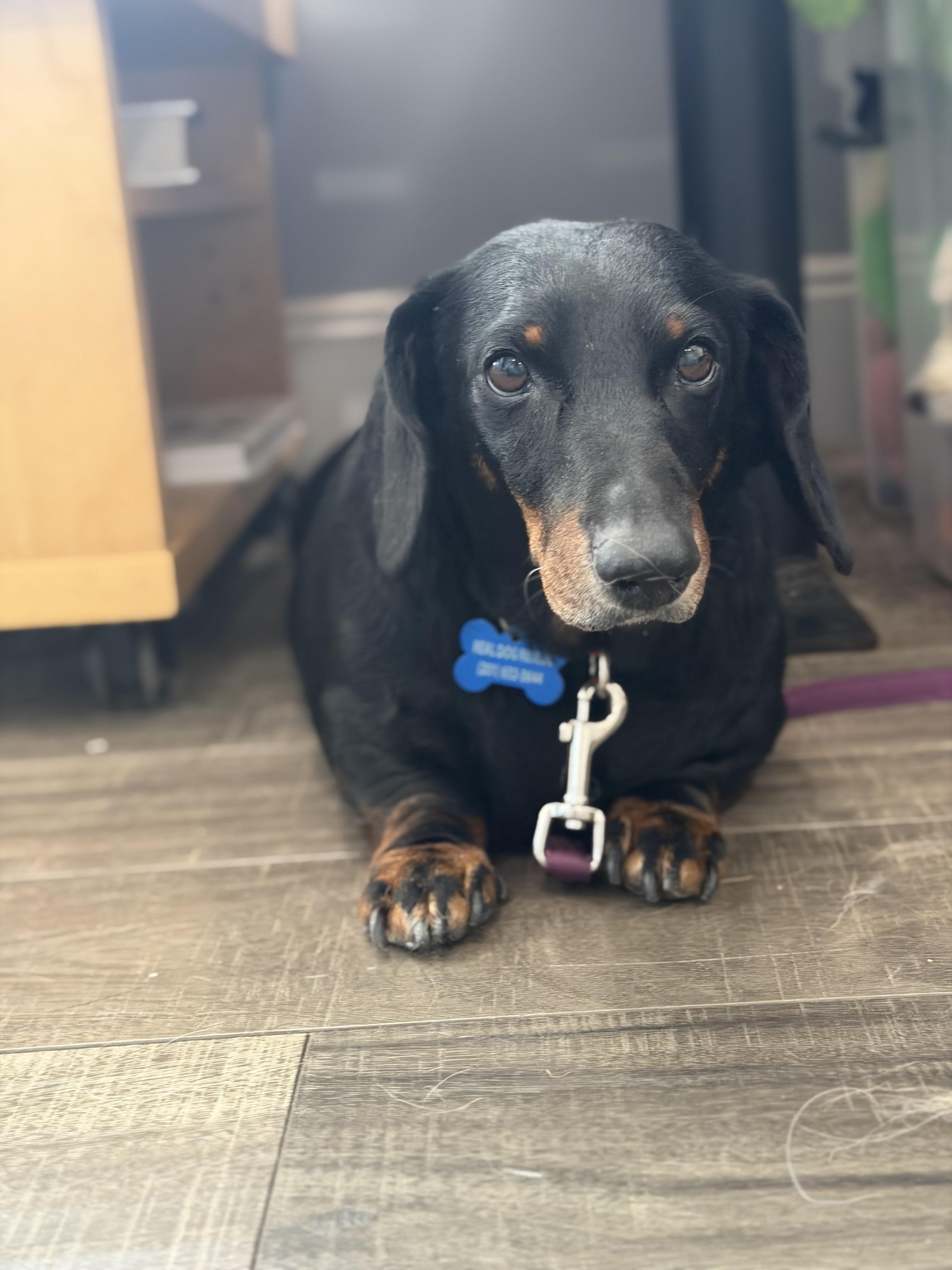 Enlarge Flap Jack, a ADOPTABLE Dachshund in Mahwah, NJ image 4/6