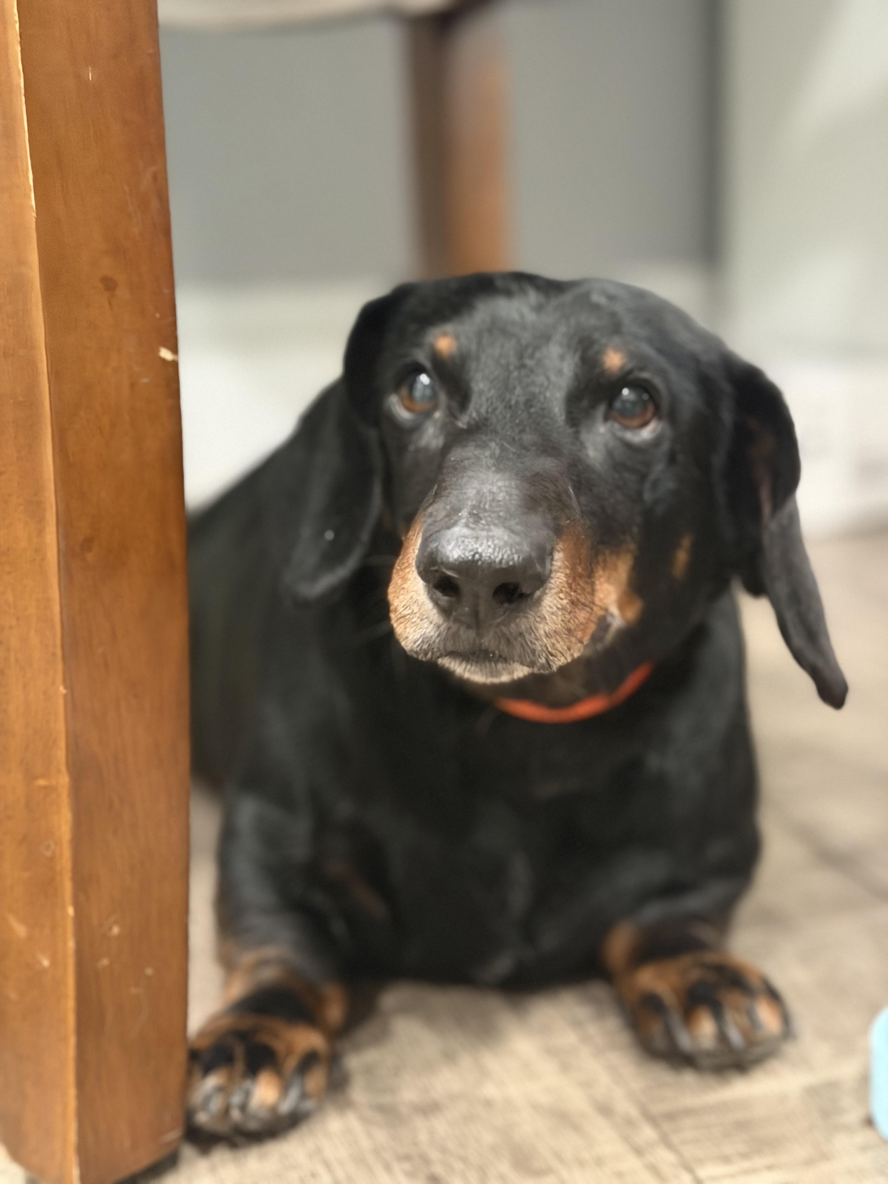 Enlarge Flap Jack, a ADOPTABLE Dachshund in Mahwah, NJ image 5/6