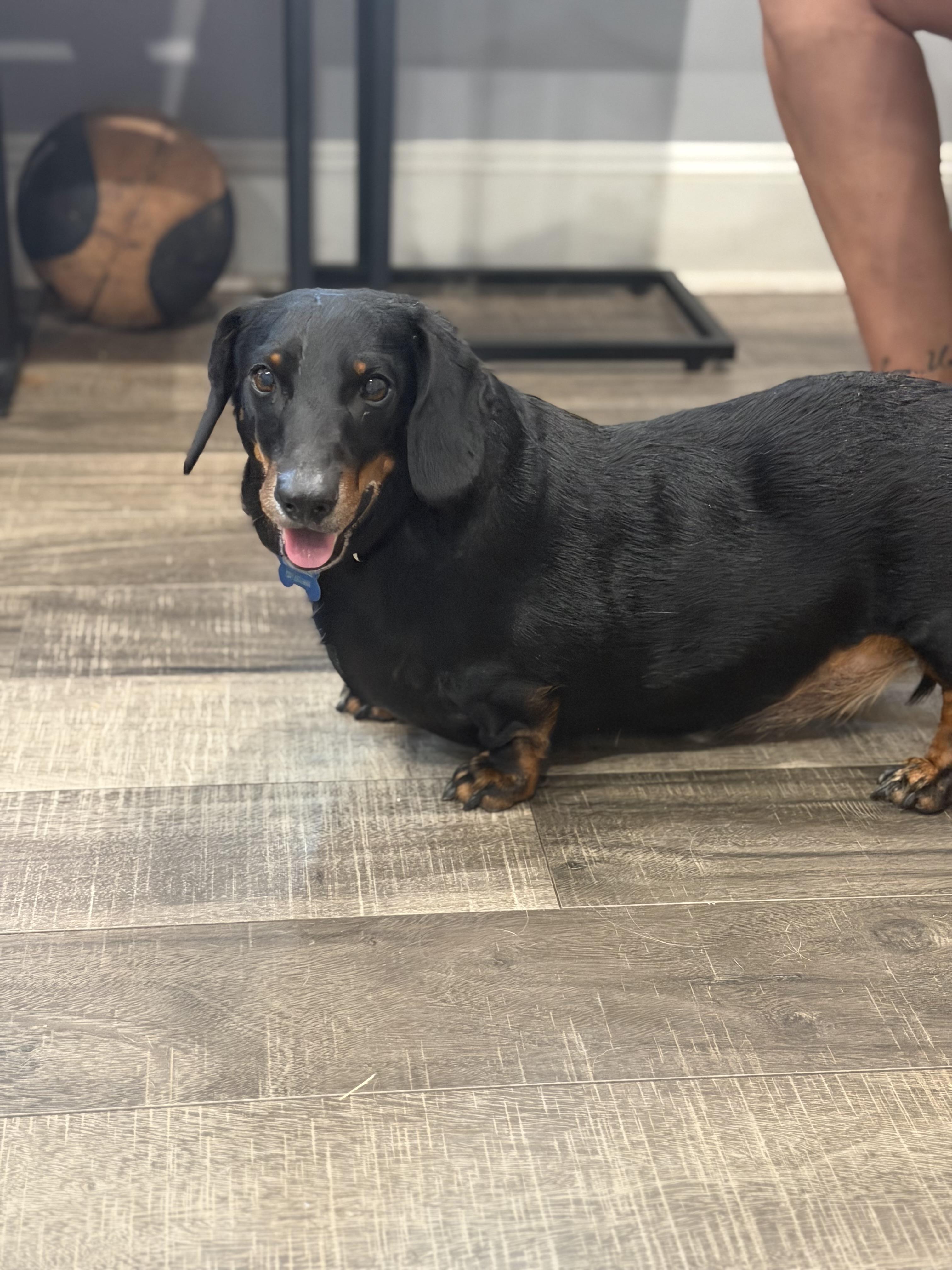 Enlarge Flap Jack, a ADOPTABLE Dachshund in Mahwah, NJ image 2/6
