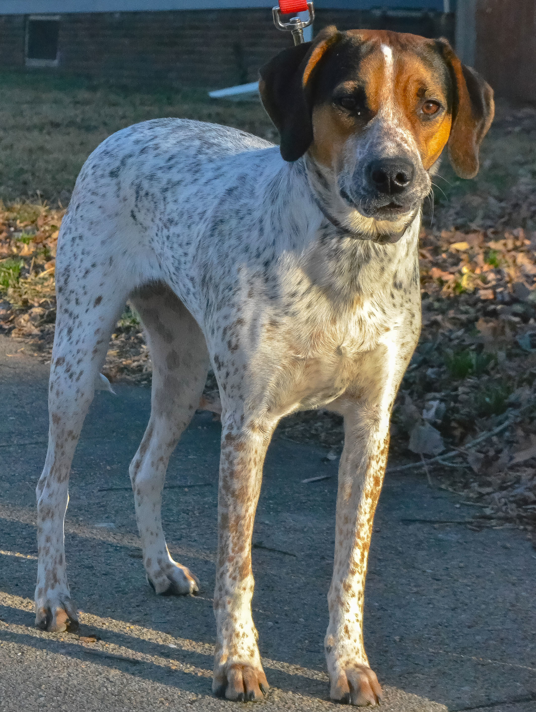Riley County Humane Society Manhattan Ksblog Posts.Html - oak9tmg
