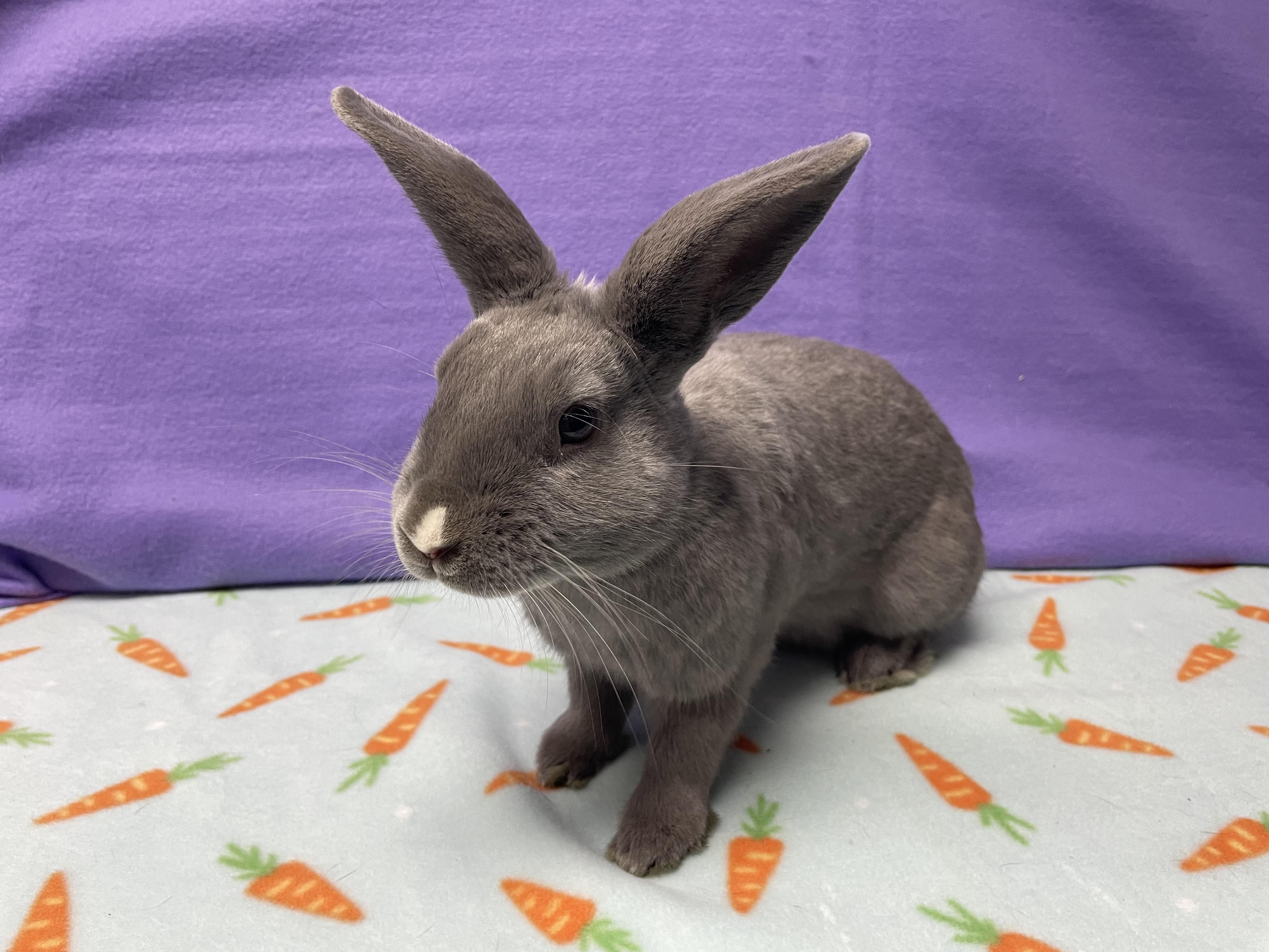 Enlarge Murray, an adoptable Bunny Rabbit in Harrisburg, PA image 1/4