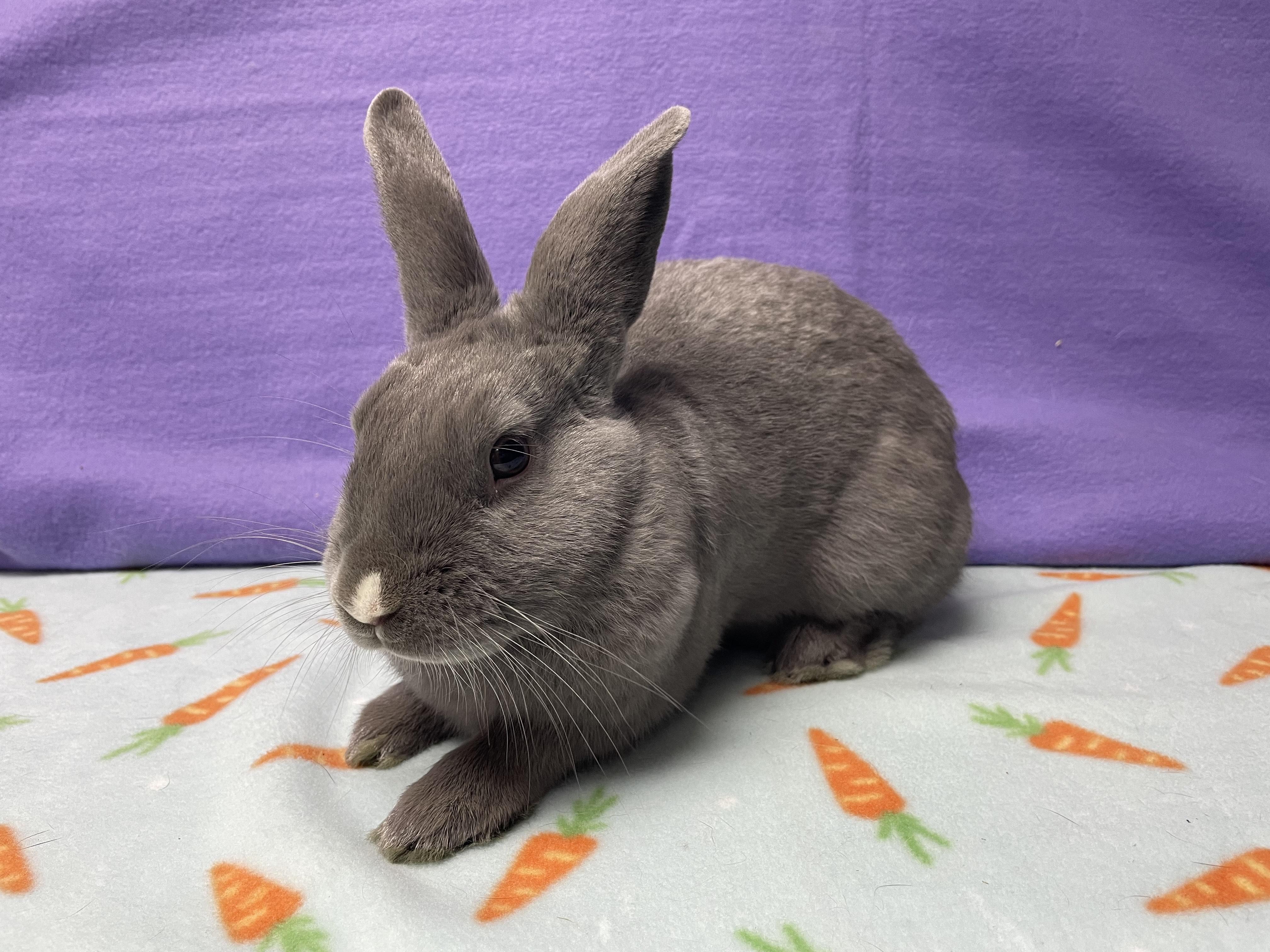 Enlarge Murray, an adoptable Bunny Rabbit in Harrisburg, PA image 2/4