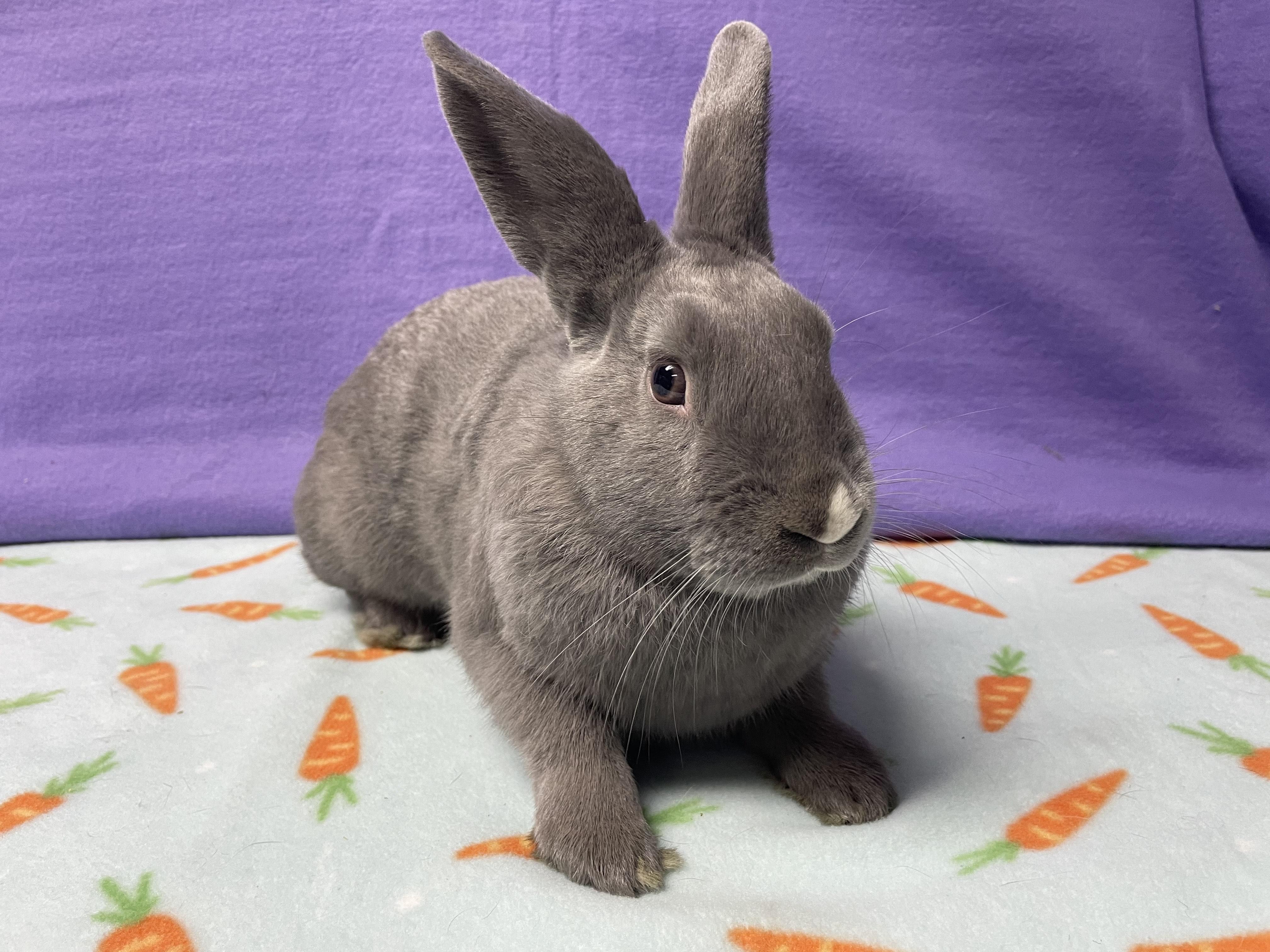 Enlarge Murray, an adoptable Bunny Rabbit in Harrisburg, PA image 3/4