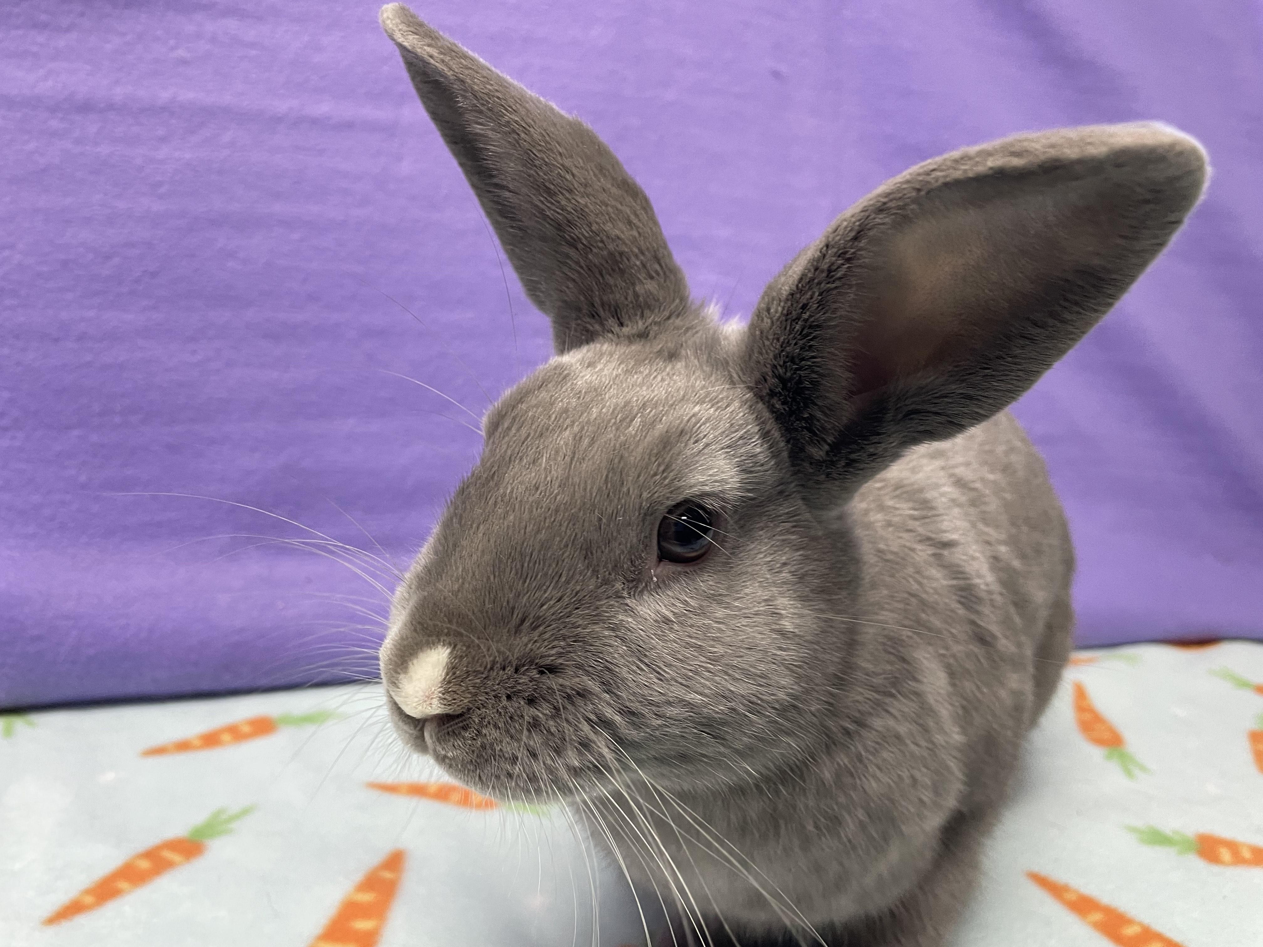 Enlarge Murray, an adoptable Bunny Rabbit in Harrisburg, PA image 4/4