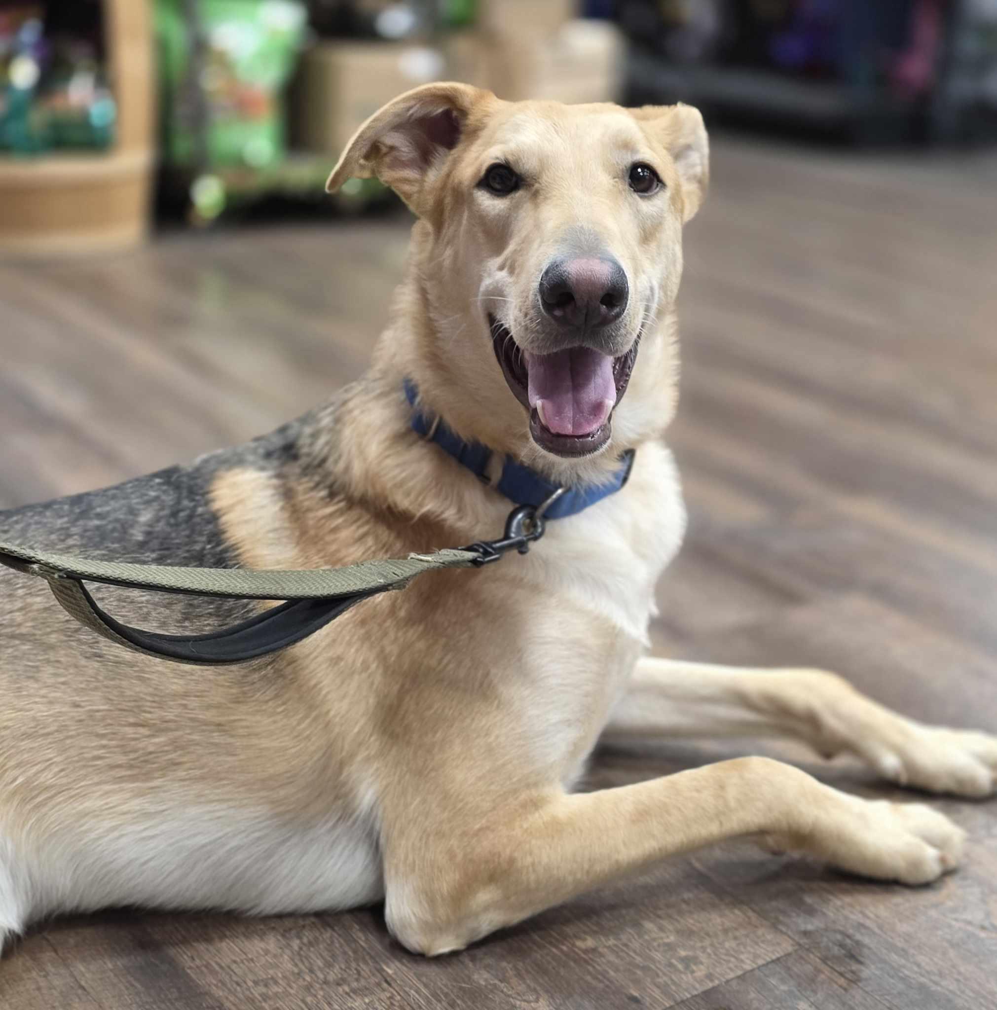 Enlarge Milo, a Adoptable mixed breed in Sewaren, NJ image 1/6