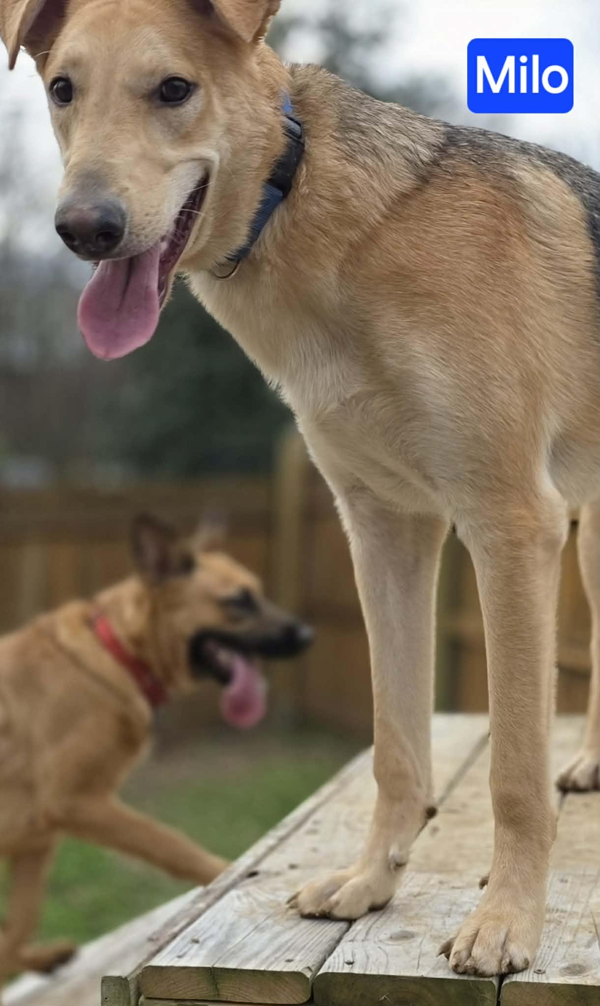 Enlarge Milo, a Adoptable mixed breed in Sewaren, NJ image 3/6