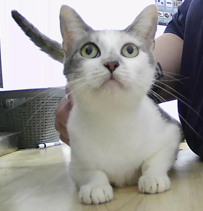 Princess Anne, Adoptable, Adult Female Domestic Short Hair.