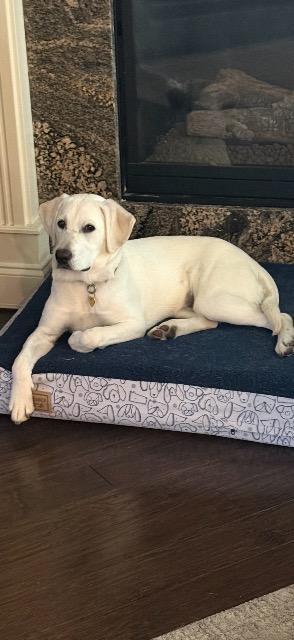 Layla, Adoptable, Puppy Female Labrador Retriever.