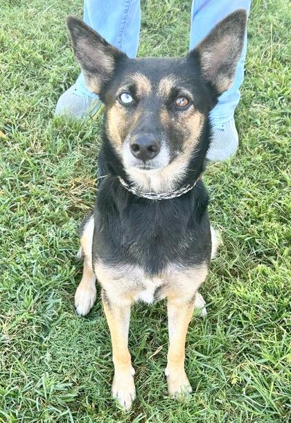 Enlarge Gala, an adopted Mixed Breed in Georgetown, TX image 2/3