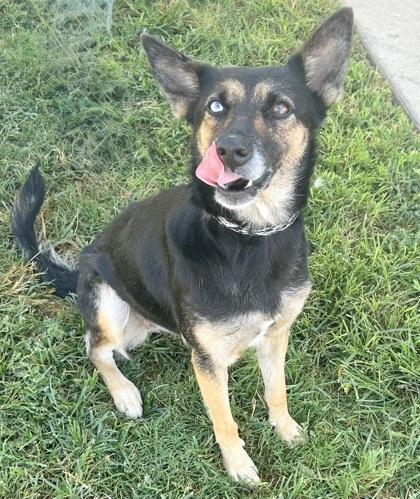 Enlarge Gala, an adopted Mixed Breed in Georgetown, TX image 3/3