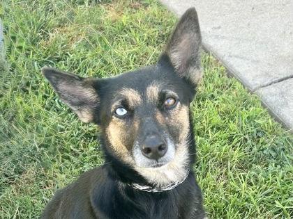 Gala, adopted, Adult Female Mixed Breed.