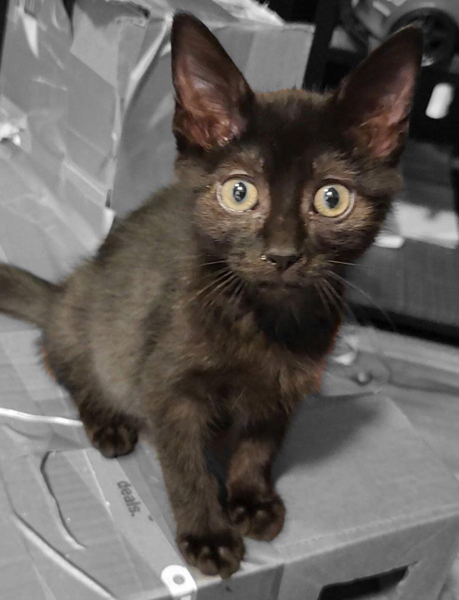 Ricky, Adopted, Kitten Male Domestic Short Hair.