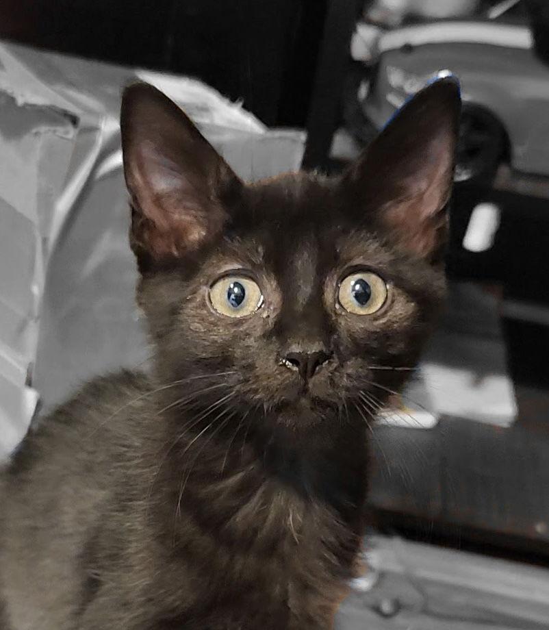 Enlarge Ricky, a Adopted Domestic Short Hair in Shawnee, KS image 3/3