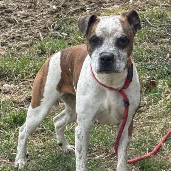 Scribbles, Adoptable, Young Male Pit Bull Terrier.