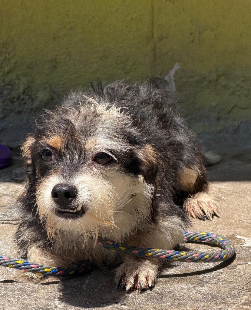 Coba, Adoptable, Puppy Male Tibetan Terrier & Yorkshire Terrier.
