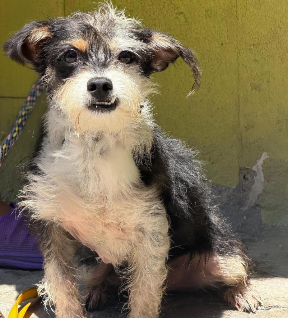 Enlarge Coba, a Adoptable mixed breed in San Diego, CA image 2/3