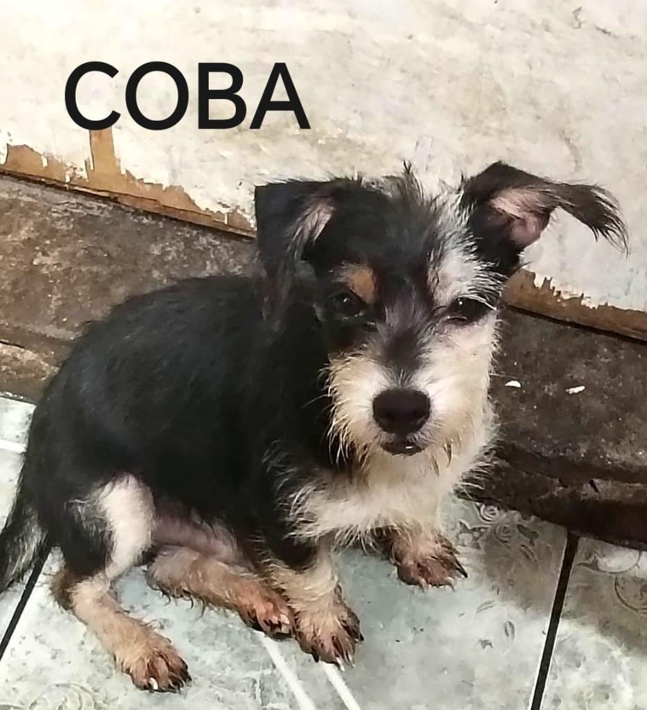 Enlarge Coba, a Adoptable mixed breed in San Diego, CA image 3/3