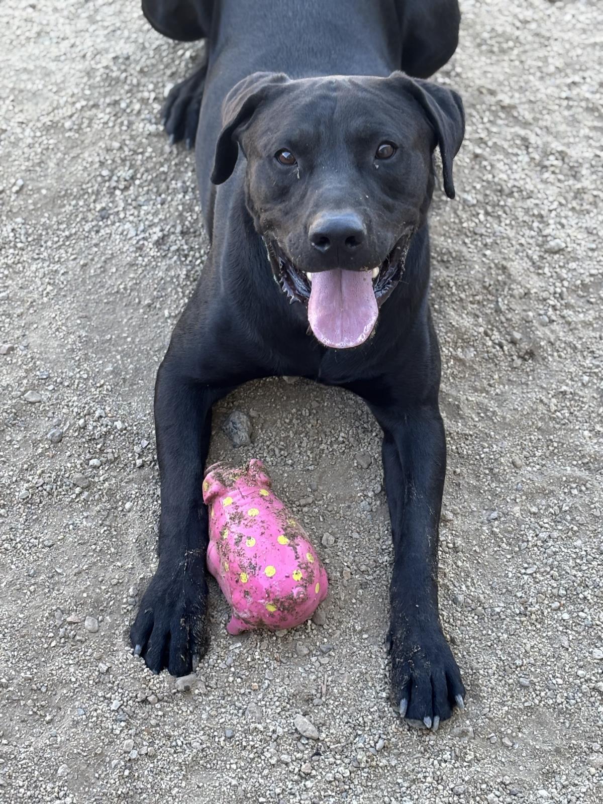 Buddy, Adoptable, Adult Male Labrador Retriever.