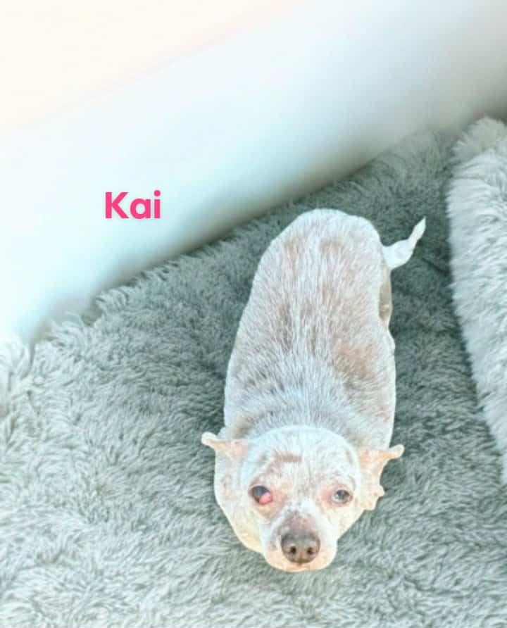 Kai