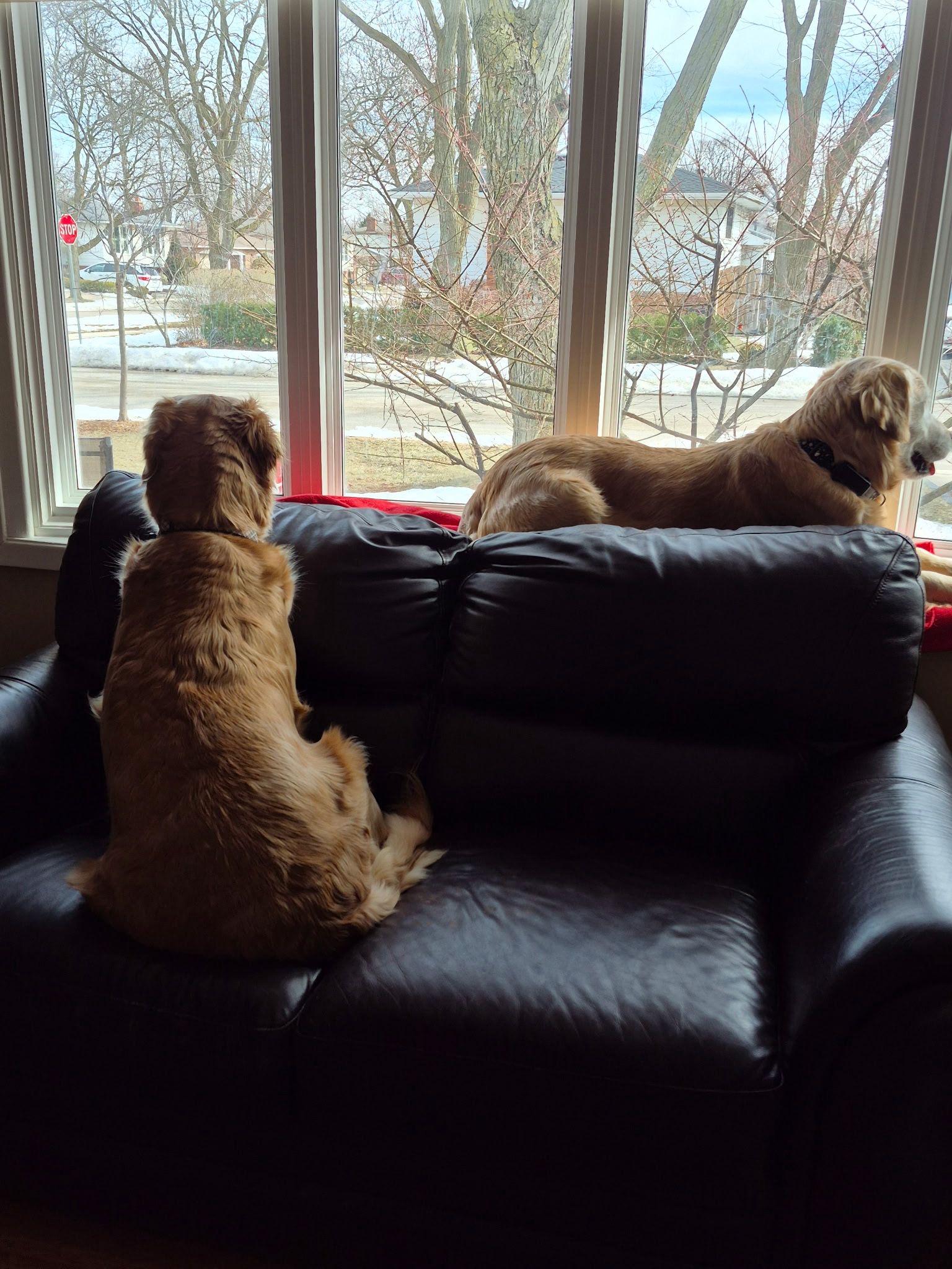 Enlarge Trixie & Misty, a ADOPTABLE Golden Retriever in Oakville, ON image 4/5