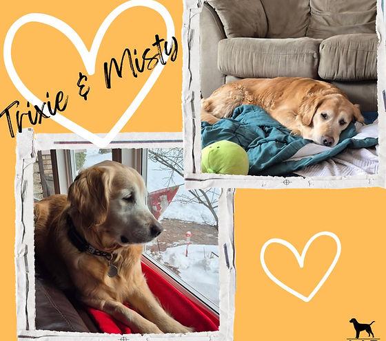 Enlarge Trixie & Misty, a ADOPTABLE Golden Retriever in Oakville, ON image 1/5