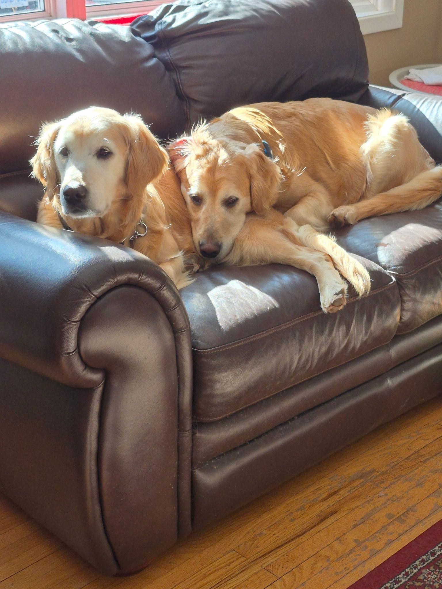 Enlarge Trixie & Misty, a ADOPTABLE Golden Retriever in Oakville, ON image 2/5