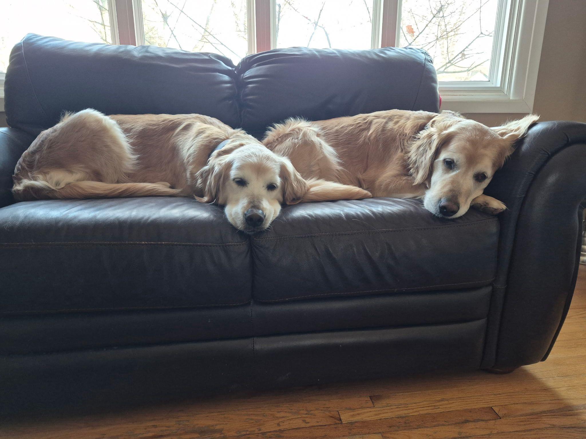 Enlarge Trixie & Misty, a ADOPTABLE Golden Retriever in Oakville, ON image 5/5