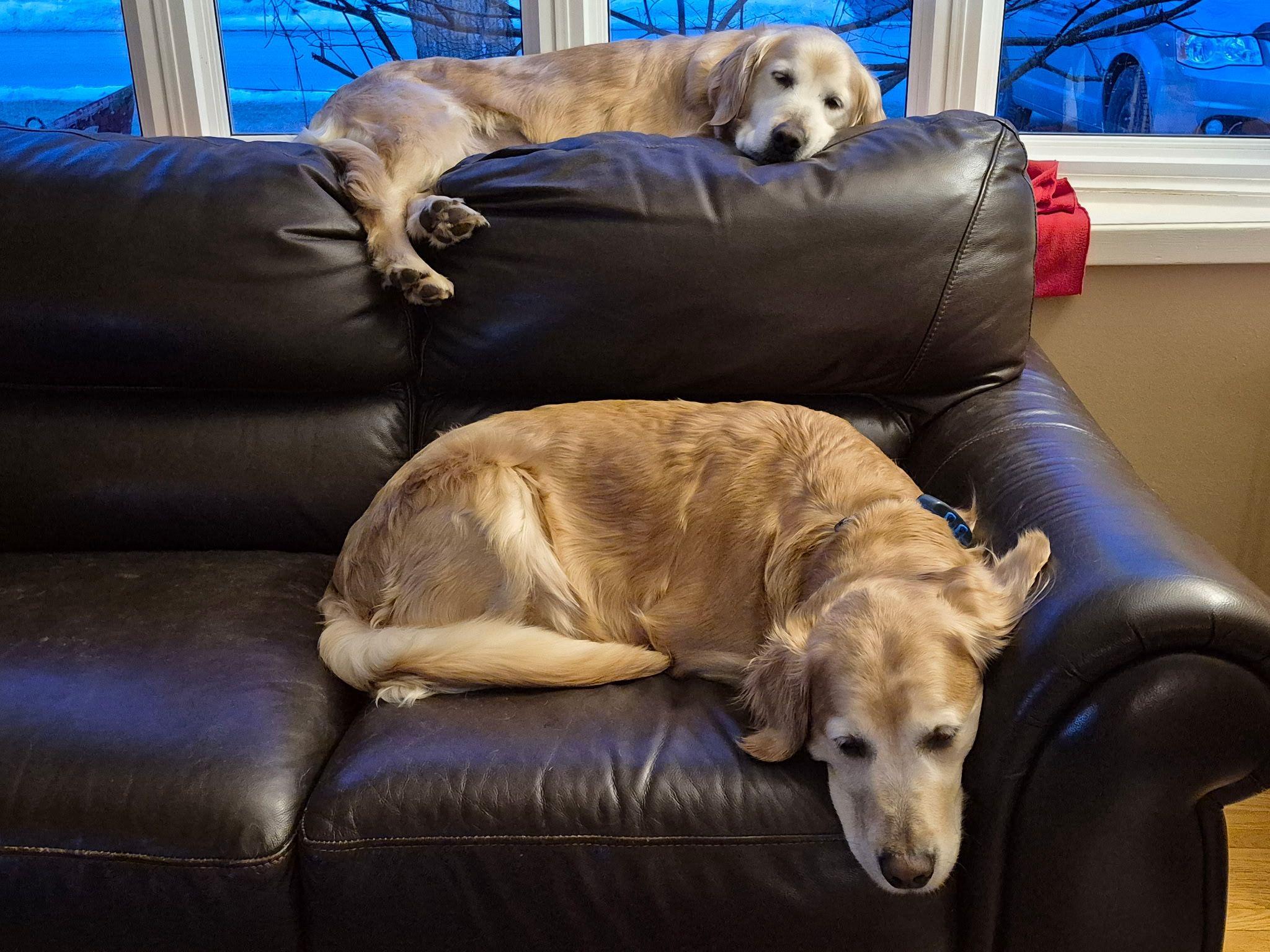 Enlarge Trixie & Misty, a ADOPTABLE Golden Retriever in Oakville, ON image 3/5