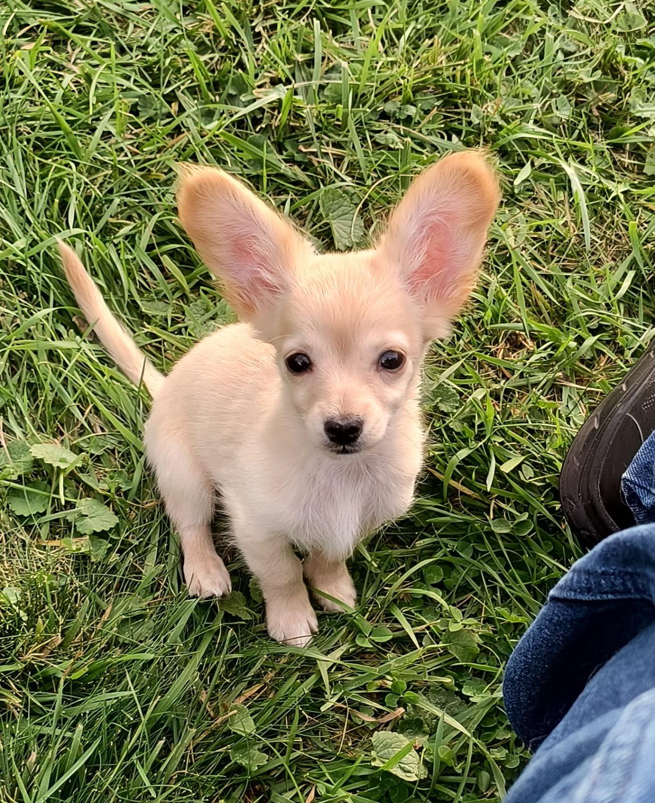 PERFECT LIL PUPPY, Adoptable, Puppy Female Chiweenie & Pomeranian.