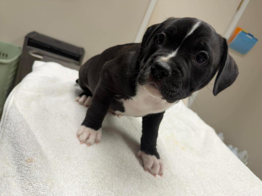 Oreo, Adoptable, Puppy Male Mixed Breed.