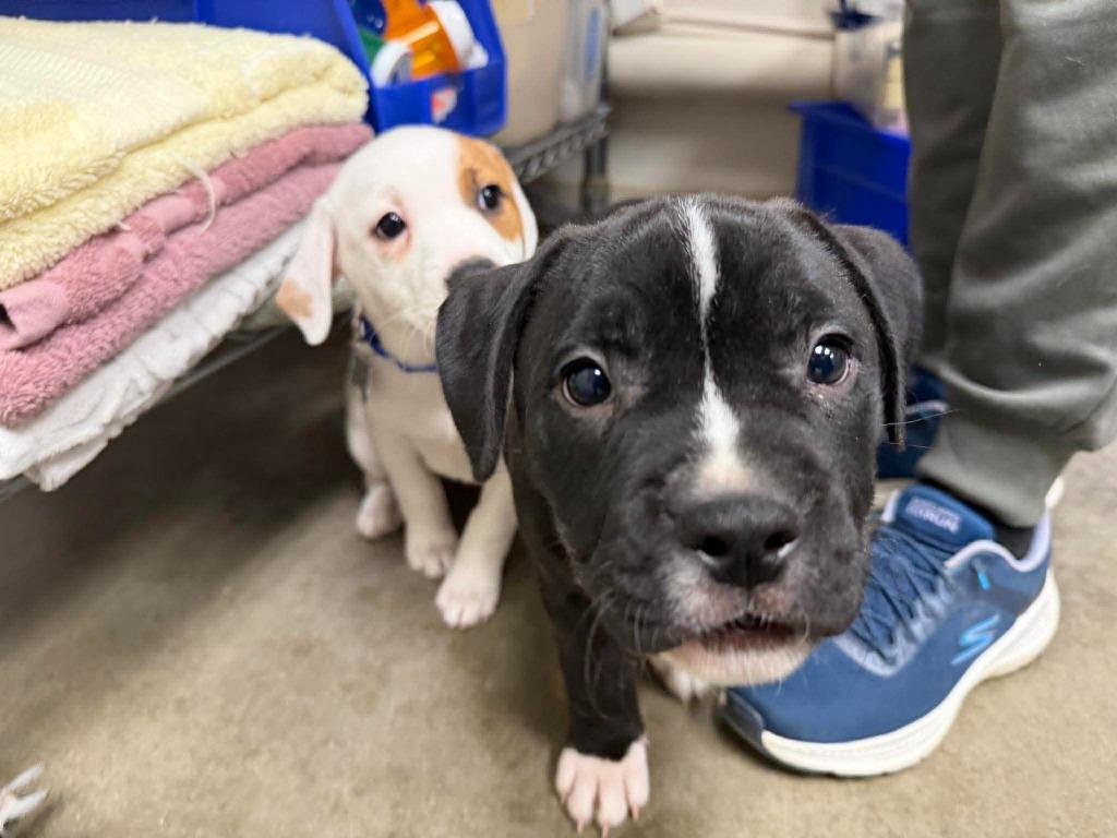 Enlarge Oreo, a Adoptable mixed breed in Raleigh, NC image 2/6