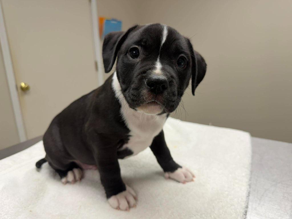 Enlarge Oreo, a Adoptable mixed breed in Raleigh, NC image 3/6