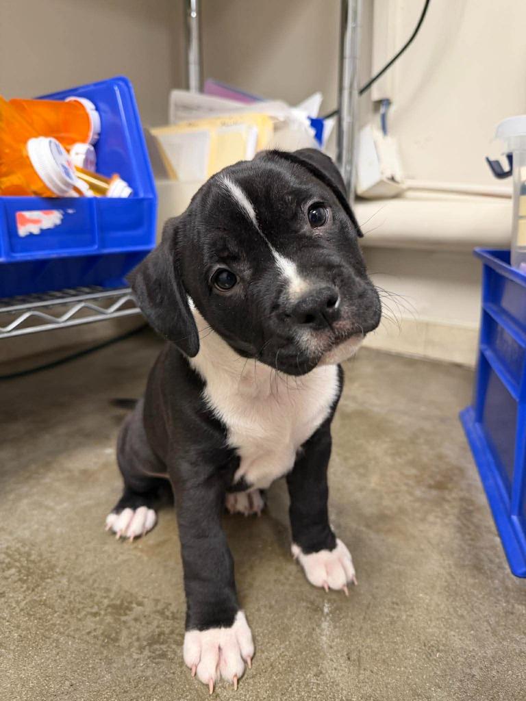 Enlarge Oreo, a Adoptable mixed breed in Raleigh, NC image 4/6