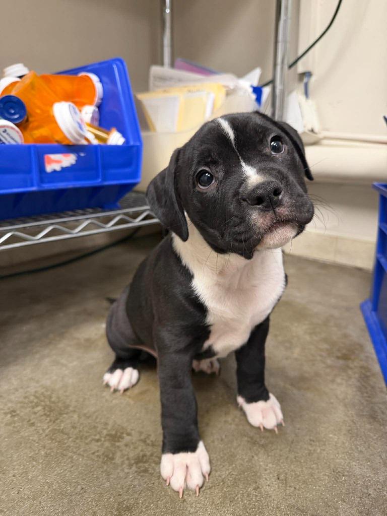 Enlarge Oreo, a Adoptable mixed breed in Raleigh, NC image 5/6