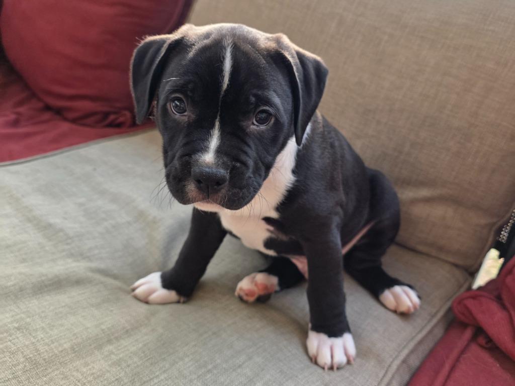 Enlarge Oreo, a Adoptable mixed breed in Raleigh, NC image 6/6