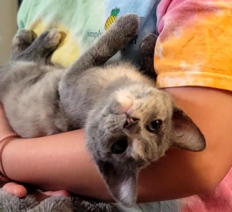 Enlarge Clawdia, a Adopted Domestic Short Hair in Richmond, MO image 2/6