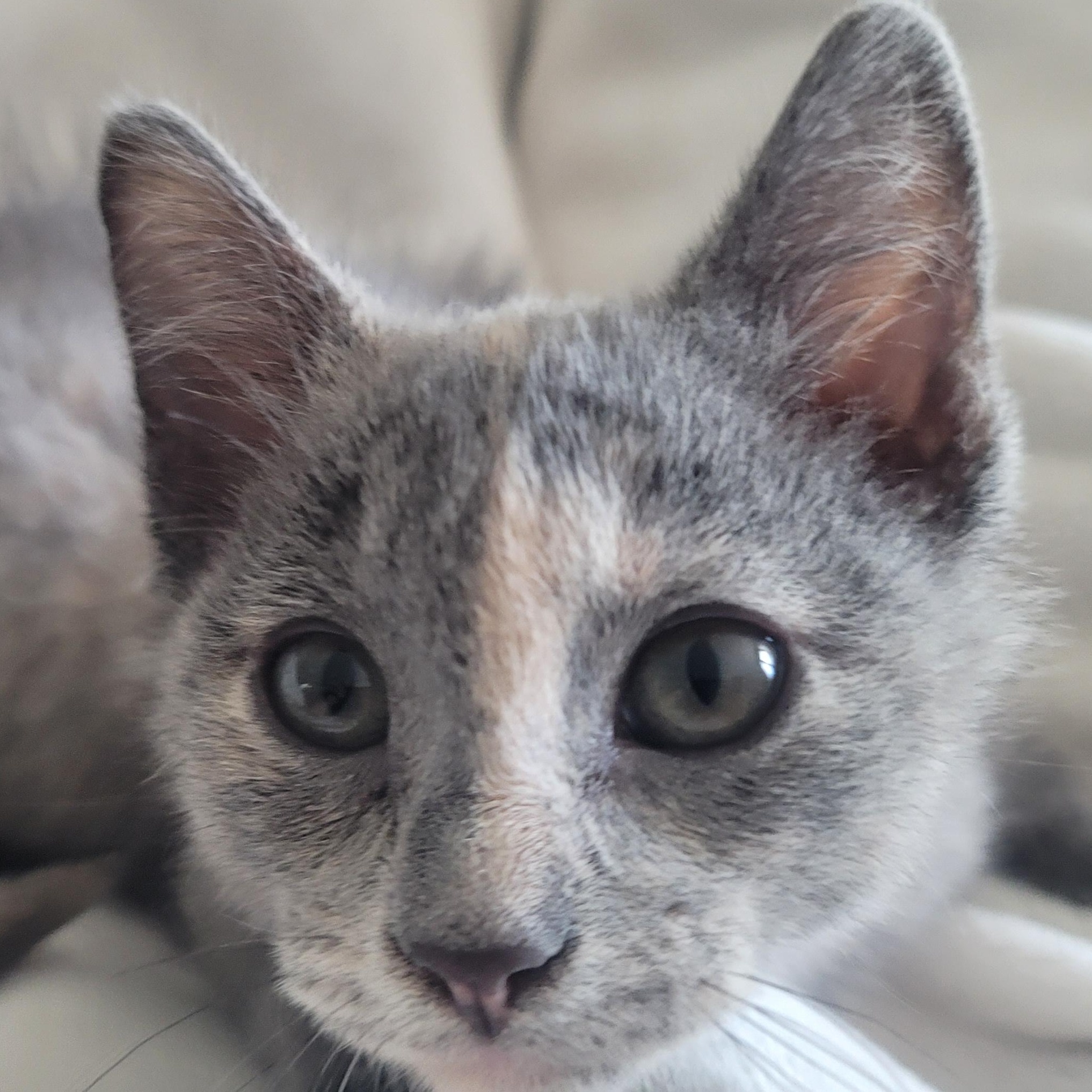 Enlarge Clawdia, a Adopted Domestic Short Hair in Richmond, MO image 6/6