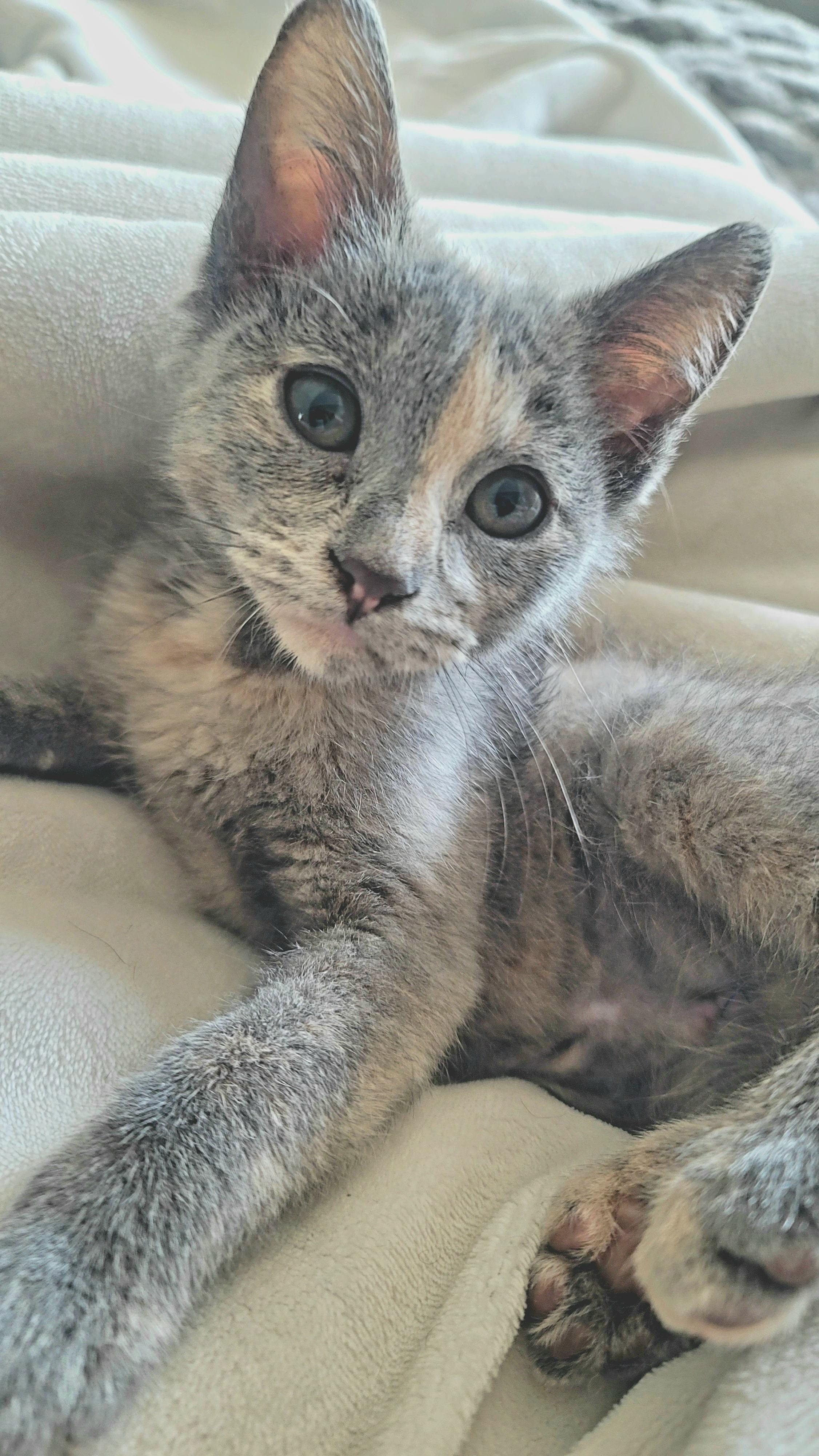 Clawdia, Adopted, Kitten Female Domestic Short Hair.