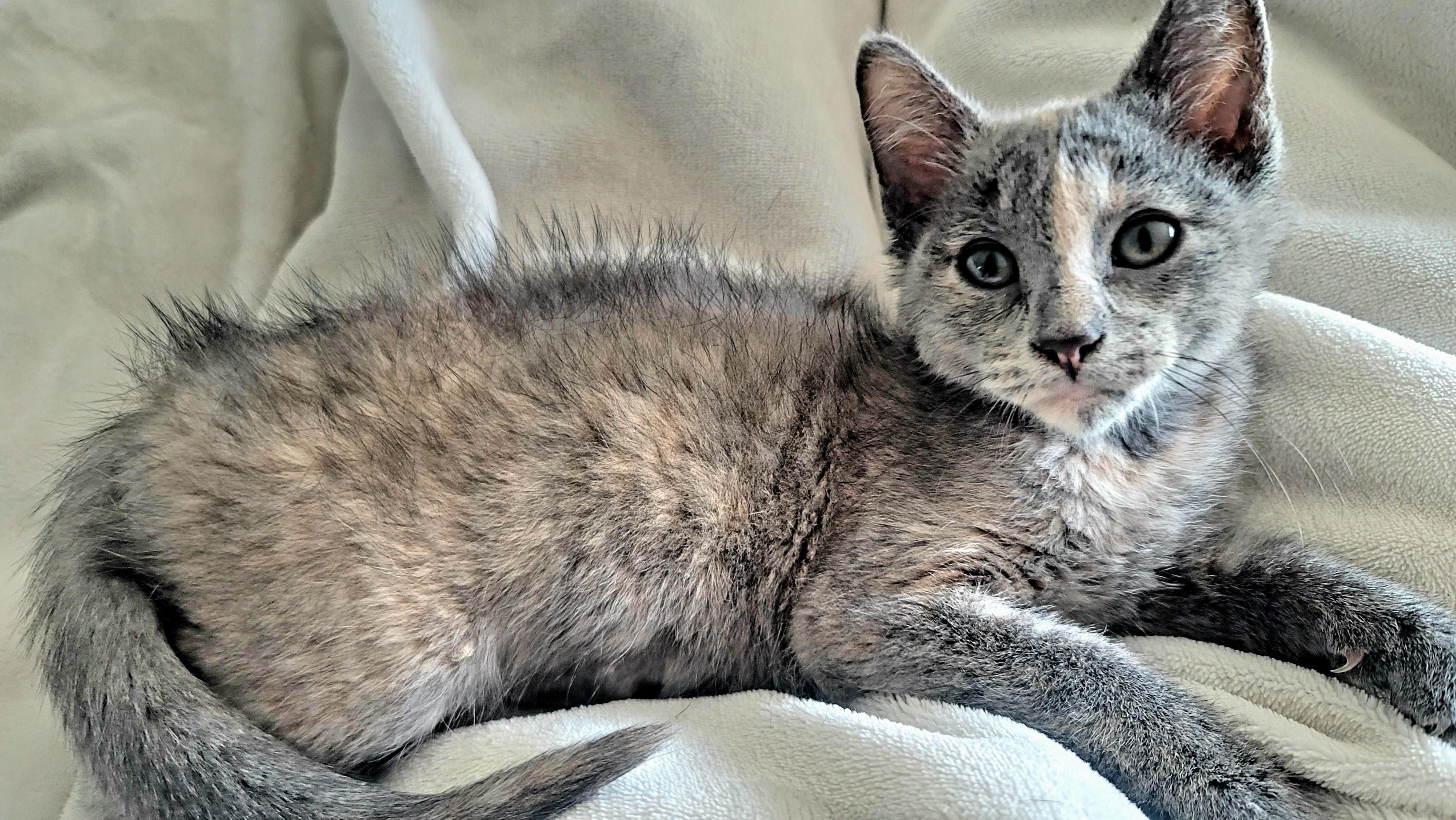 Enlarge Clawdia, a Adopted Domestic Short Hair in Richmond, MO image 5/6