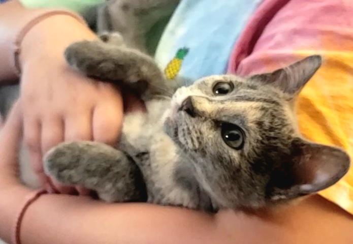Enlarge Clawdia, a Adopted Domestic Short Hair in Richmond, MO image 4/6
