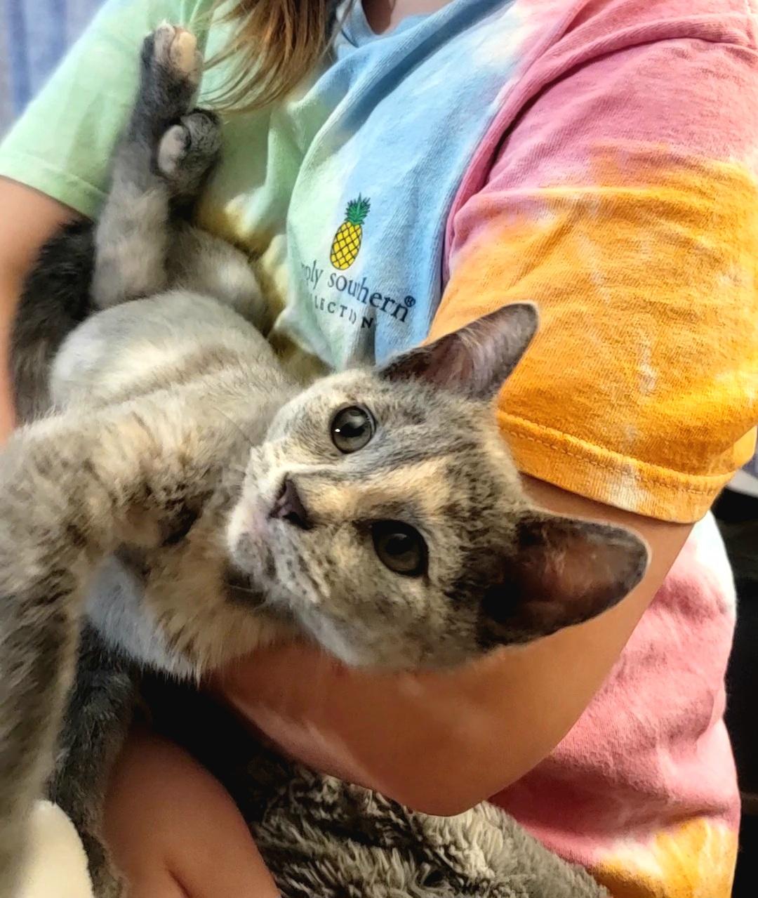 Enlarge Clawdia, a Adopted Domestic Short Hair in Richmond, MO image 3/6