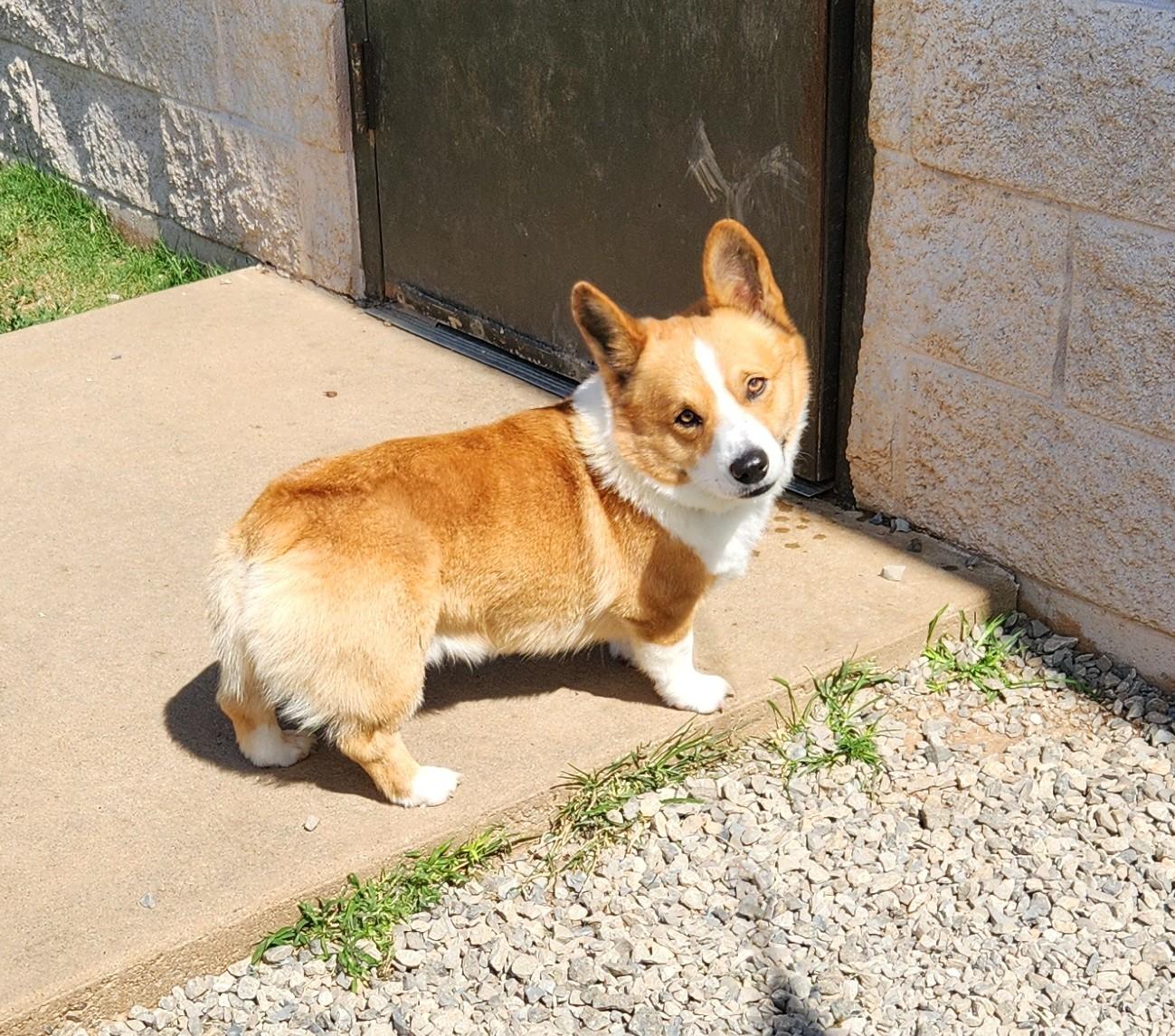 Louie, an adopted mixed breed in Siloam Springs, AR image 2/3