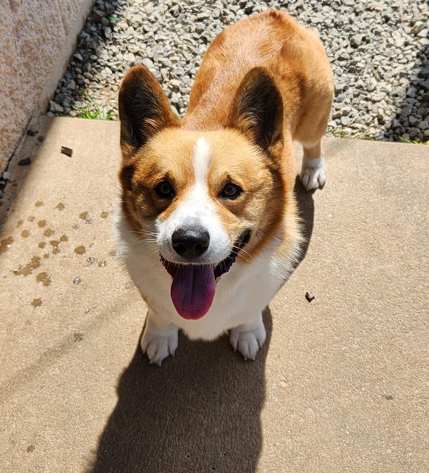Louie, an adopted mixed breed in Siloam Springs, AR image 1/3