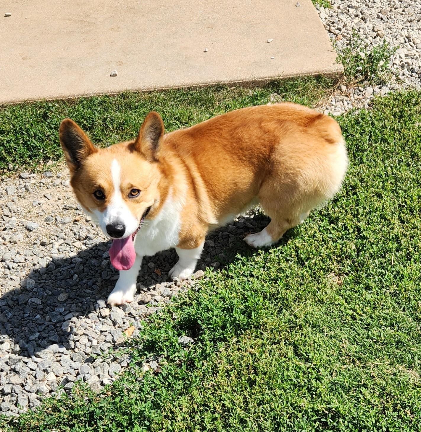 Louie, an adopted mixed breed in Siloam Springs, AR image 3/3